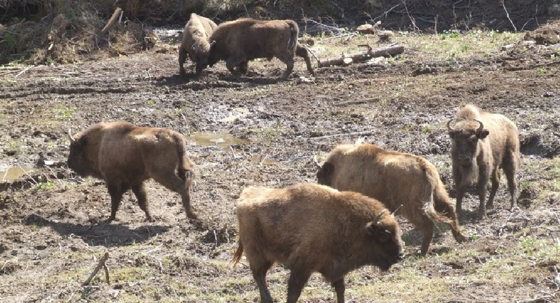 Osiem żubrów z Zagrody Pokazowej w Mucznem zakażonych gruźlicą. Decyzja o ich uśmierceniu ma uchronić bieszczadzką populację Osiem żubrów z Zagrody Pokazowej w Mucznem zakażonych gruźlicą. Decyzja o ich uśmierceniu ma uchronić bieszczadzką populację