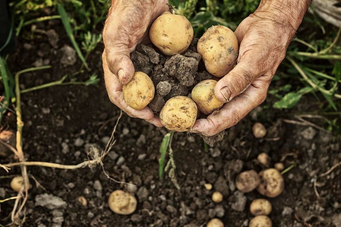 Oto już są na straganach. 5 prostych przepisów na młode ziemniaki