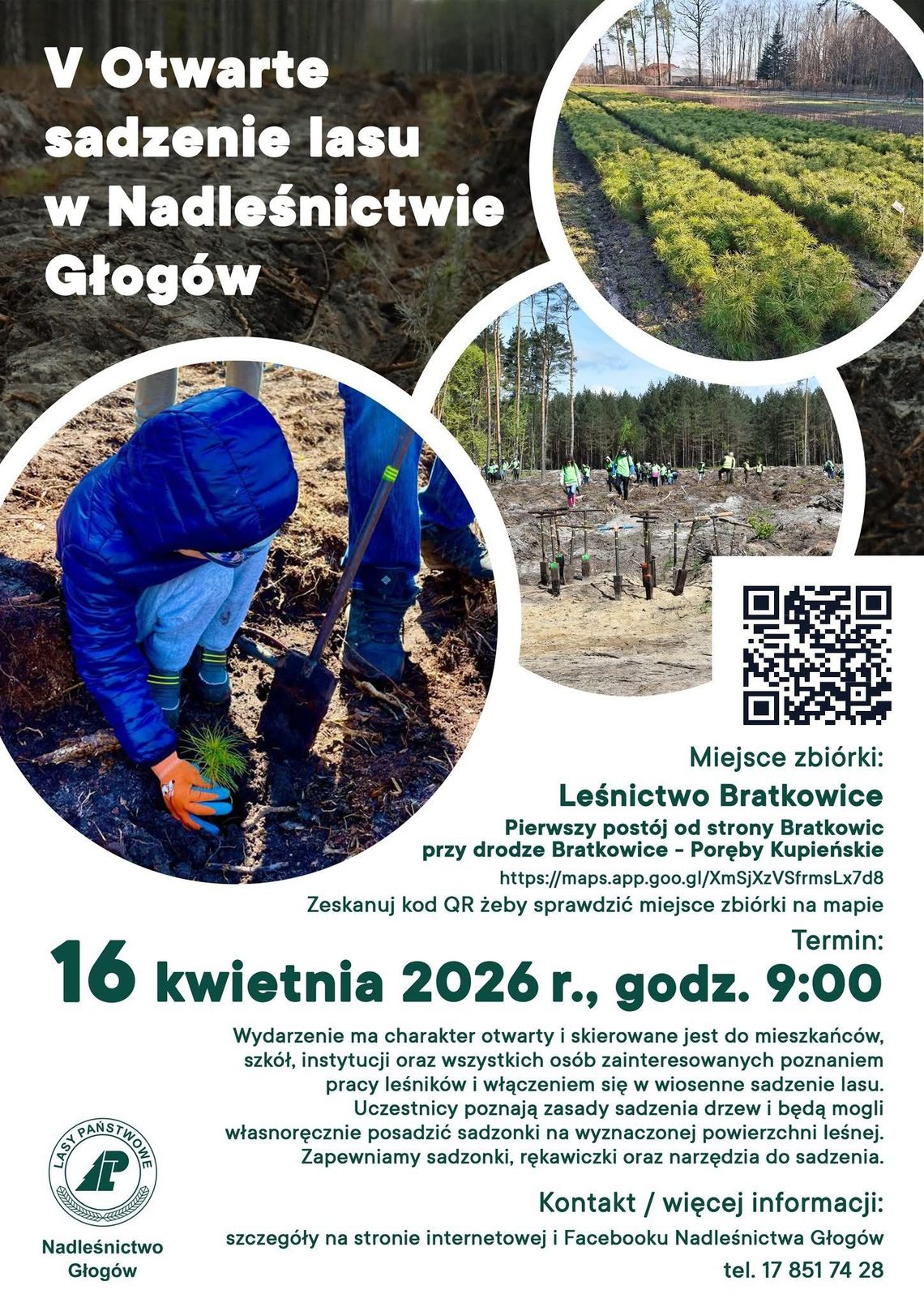 Otwarte sadzenie lasu w Nadleśnictwie Głogów – wspólna inicjatywa dla mieszkańców regionu