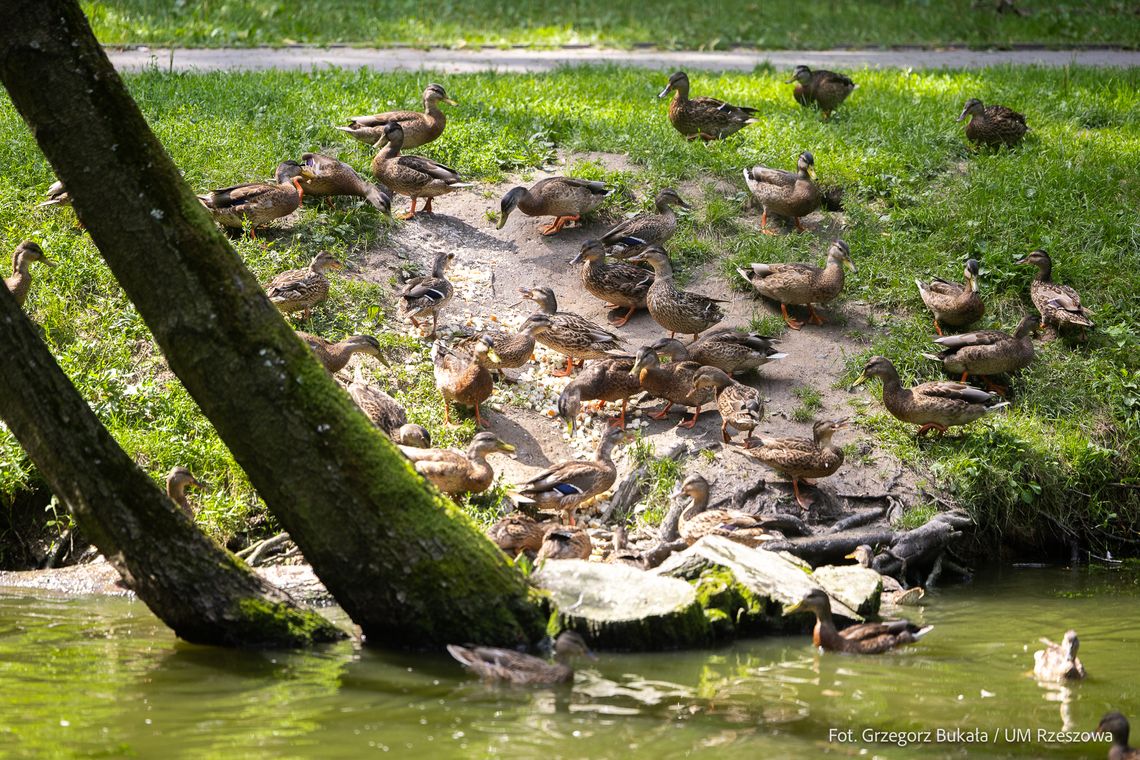 Park na os. Słocina będzie odnawiany [FOTO]