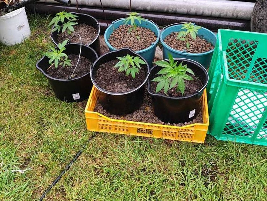 Plantacja konopi i narkotyki podczas śledztwa w sprawie kradzieży paliwa