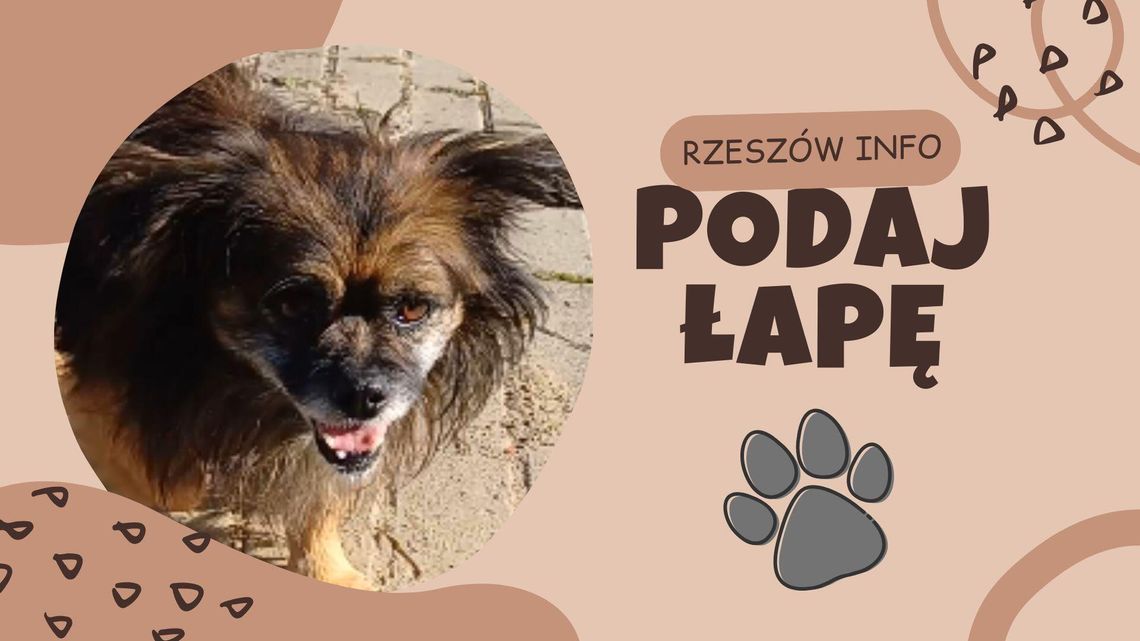 "Podaj łapę" odc. 11