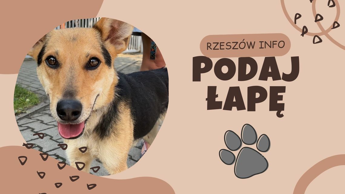 "Podaj łapę" odc.3