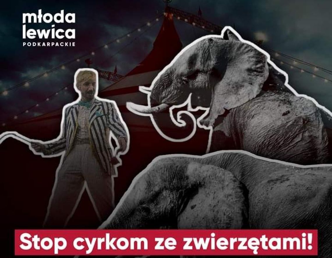 Podkarpacka Młoda Lewica apeluje o zakaz cyrków ze zwierzętami w podkarpackich miastach