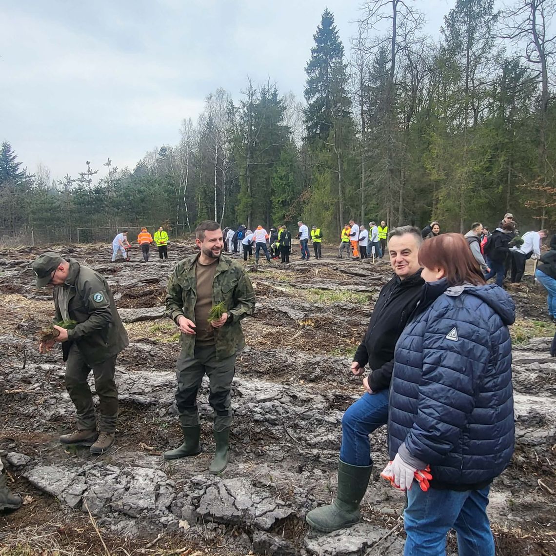 Ponad 4 tysiące drzew zasadzonych podczas V Otwartego Sadzenia Lasu w Leśnictwie Bratkowice [ZDJĘCIA]