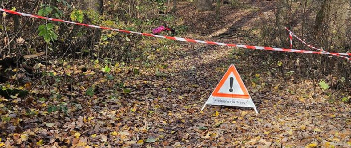 Prace pielęgnacyjne w rezerwacie „Lisia Góra” są wynikiem planu ochrony Prace pielęgnacyjne w rezerwacie „Lisia Góra” są wynikiem planu ochrony