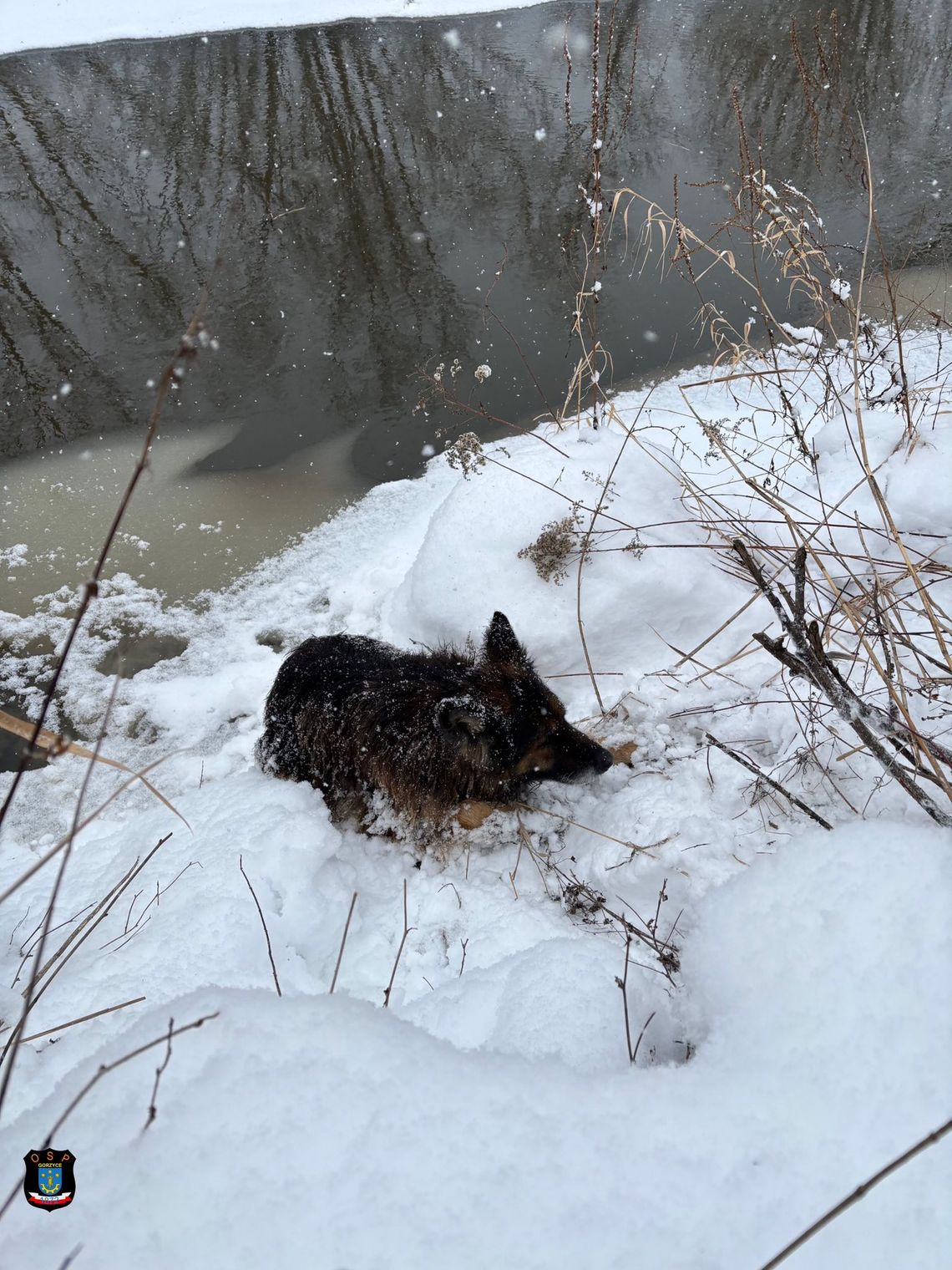 Przymarznięte zwierzę uratowane – szybka i skuteczna akcja służb