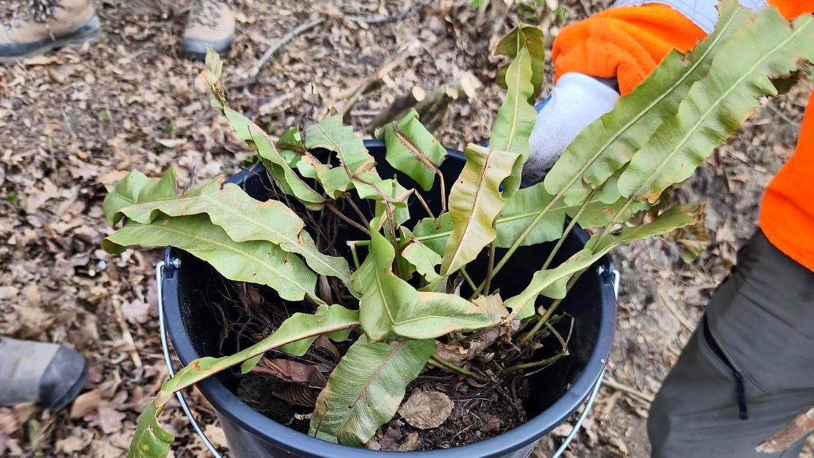 Przyroda pod ochroną podczas budowy obwodnicy Sanoka