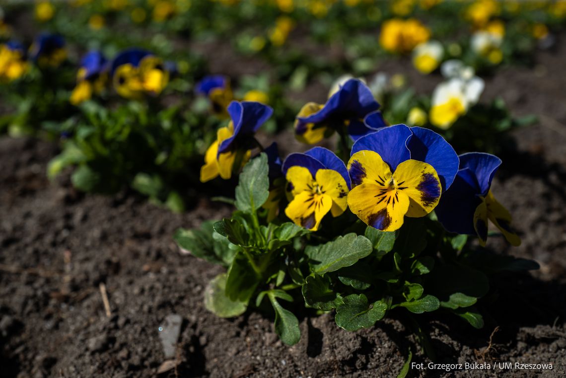 Rzeszów rozkwita na wiosnę. Tysiące kwiatów ozdobią miasto