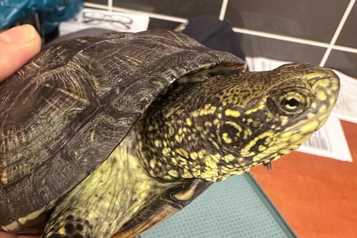 Szokujące odkrycie na granicy - żywe zwierzę zamiast bagażu Szokujące odkrycie na granicy - żywe zwierzę zamiast bagażu