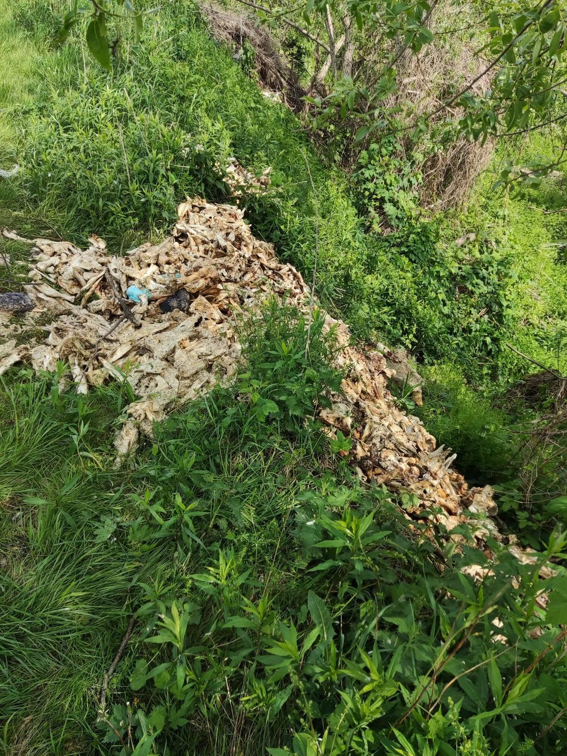 Truciciele znów uderzyli. Nielegalne odpady zwierzęce porzucone w Przychojcu i Starym Mieście