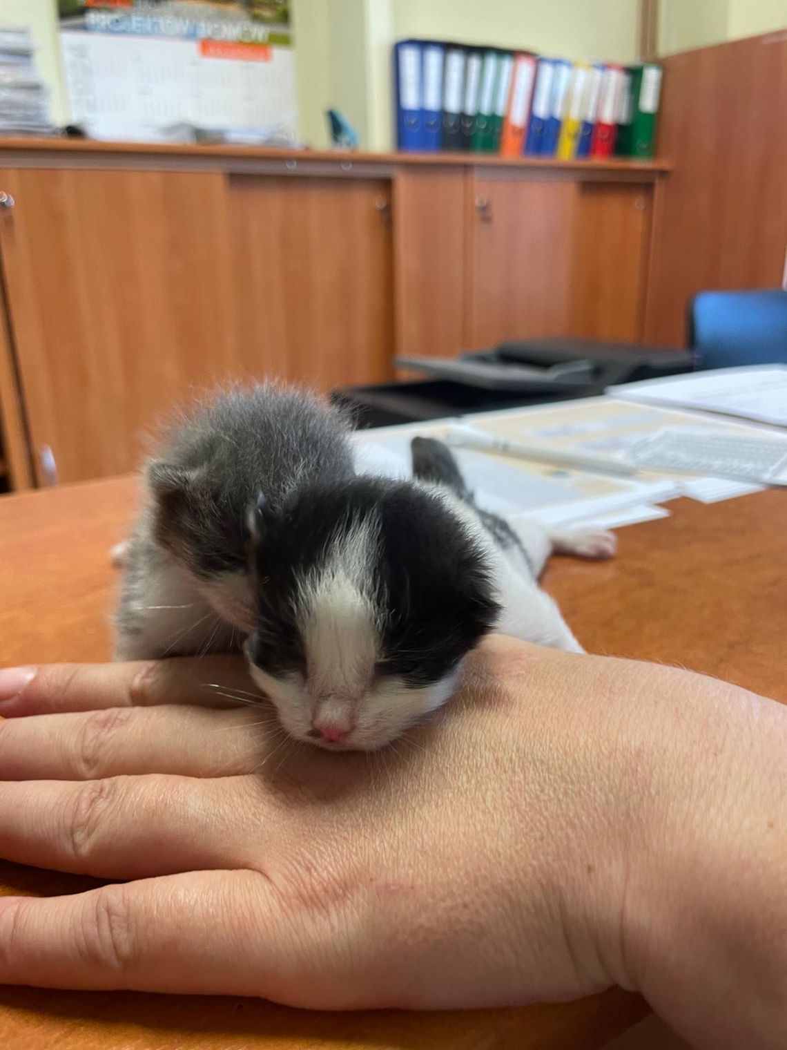 Uratowano kocięta wyrzucone do rzeki