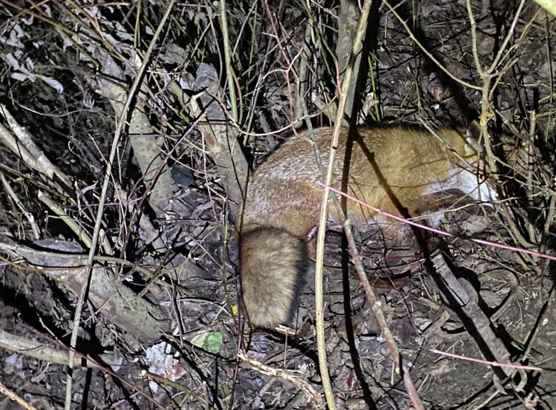 Uwięzione we wnykach zwierzę uratowane dzięki reakcji świadka i służb Uwięzione we wnykach zwierzę uratowane dzięki reakcji świadka i służb