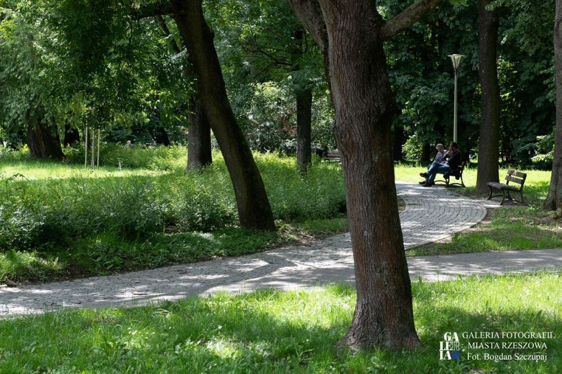W parku przy ul. Wieniawskiego przybędzie drzew i krzewów, powstaną nowe aleje