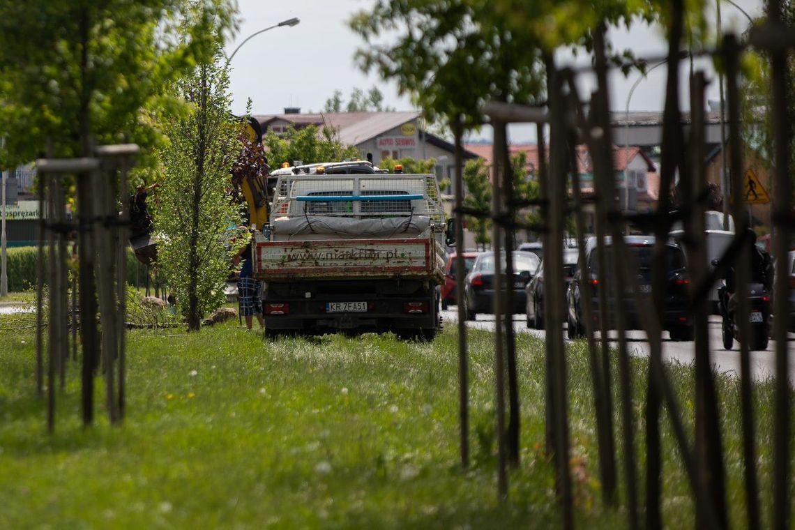 W Rzeszowie rozpoczęło się nasadzanie dużych drzew