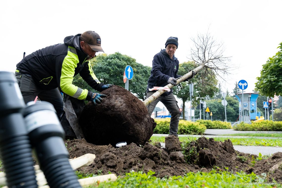 W Rzeszowie trwa wielkie sadzenie. 600 nowych, dużych drzew odmieni miasto