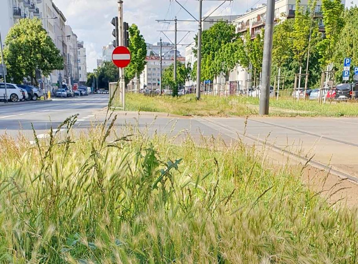 Ważne ostrzeżenie dla właścicieli psów. Taki trawnik może być dla nich groźny