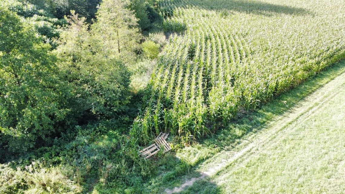 Wjechali hulajnogami w pole kukurydzy dokonując zniszczeń upraw Wjechali hulajnogami w pole kukurydzy dokonując zniszczeń upraw