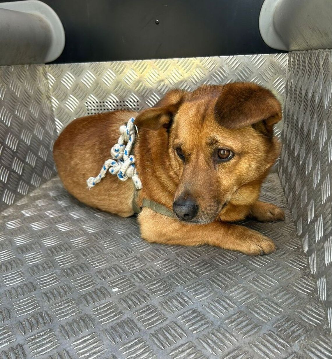 Zostawił psa na pewną śmierć? Szokujące odkrycie w Stalowej Woli!