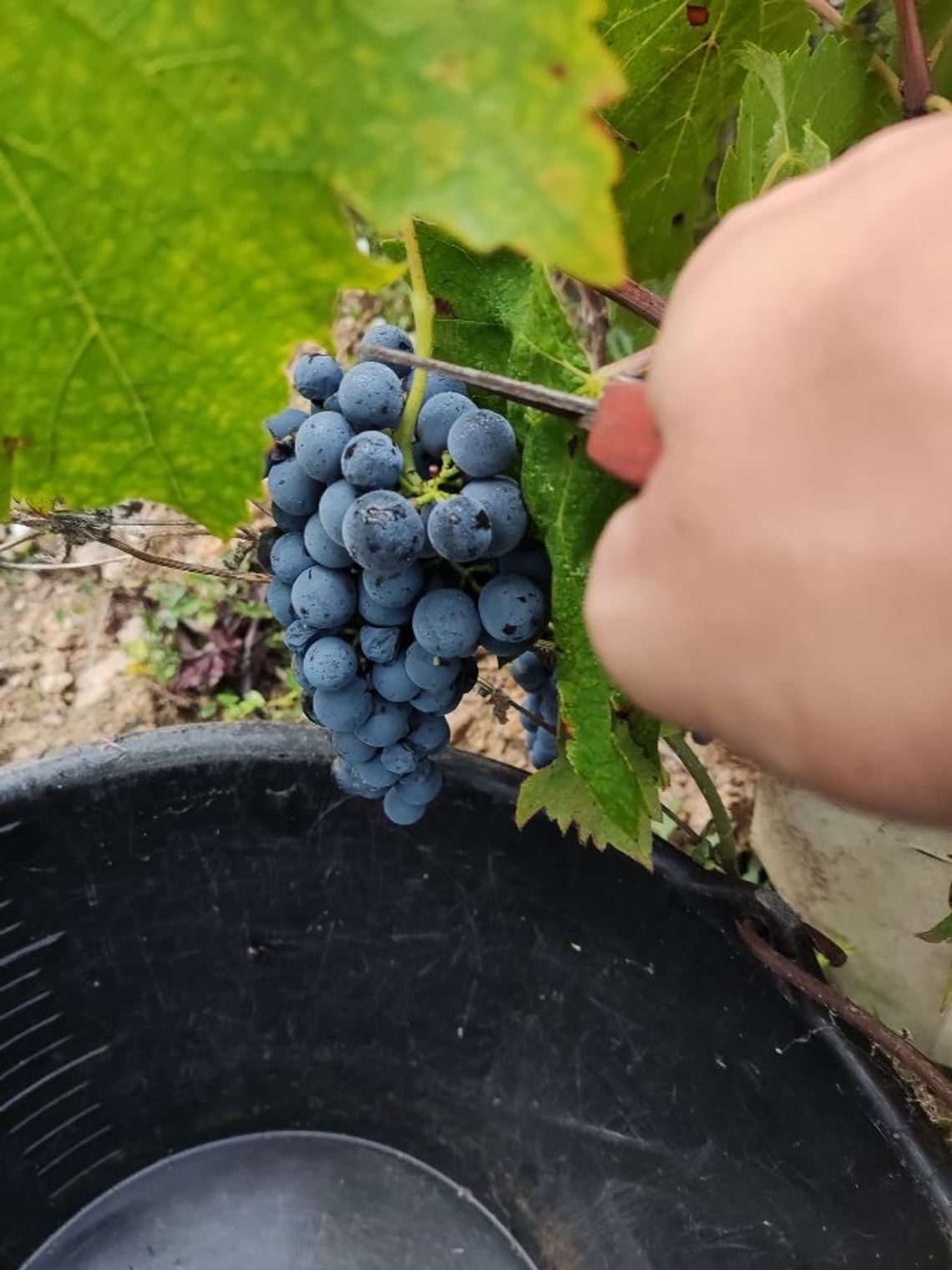 Winobranie 2026 Francja Winobranie 2026 Francja
