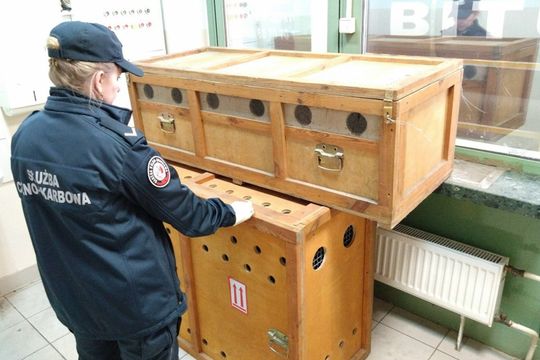 fot-KAS-5