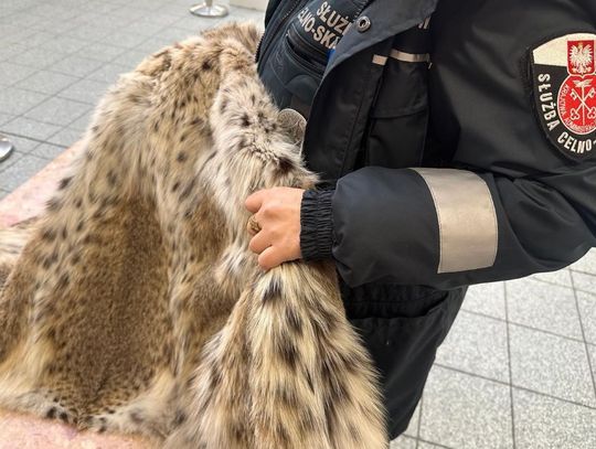 KAS udaremniła nielegalny przewóz futra ze skóry rysia europejskiego