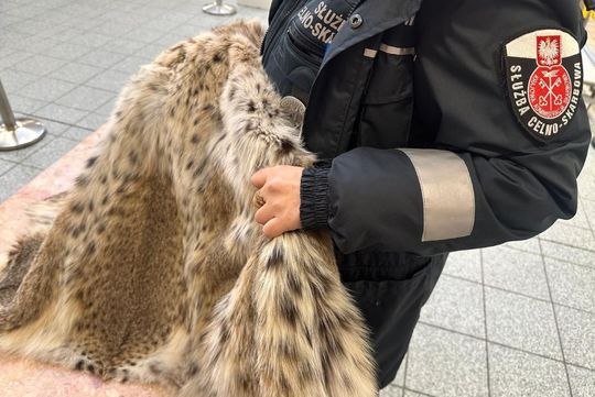 KAS udaremniła nielegalny przewóz futra ze skóry rysia europejskiego