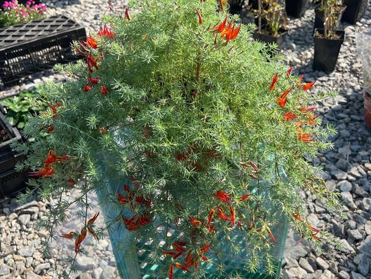 Giełda Sokołów w wiosennej odsłonie [ZDJĘCIA]