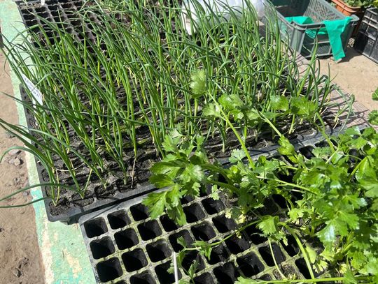 Niedzielna giełda w Sokołowie Małopolskim przyciągnęła tłumy [ZDJĘCIA]