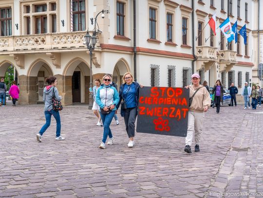 Koniec z milczeniem. Rzeszów krzyczy w imieniu bezbronnych zwierząt [ZDJĘCIA]