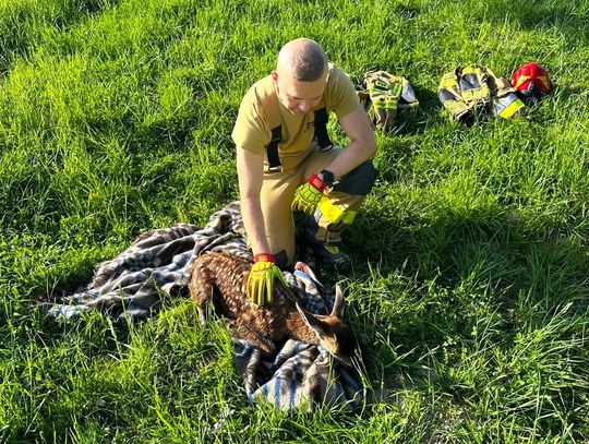 Wyczerpana sarna uratowana ze zbiornika na Gromadzyniu [ZDJĘCIA]